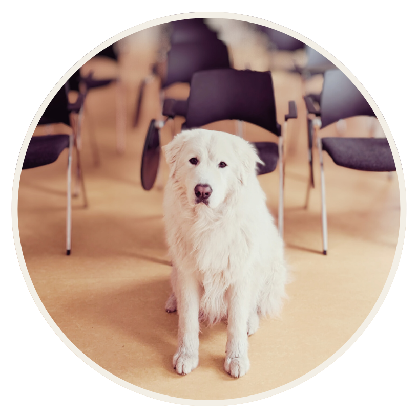 Bild2 Werde Mitglied im Arbeitskreis Schulhund Mecklenburg-Vorpommern