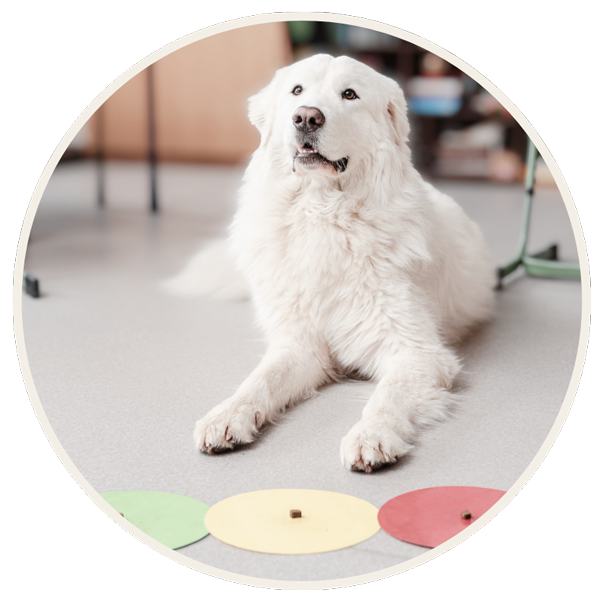 Schulhund-Arbeitskreis-Voraussetzung-Hund